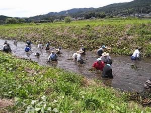 外来藻除去活動