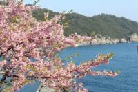 四浦半島の河津桜