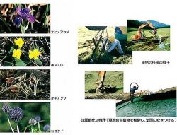 発見された絶滅が心配される植物