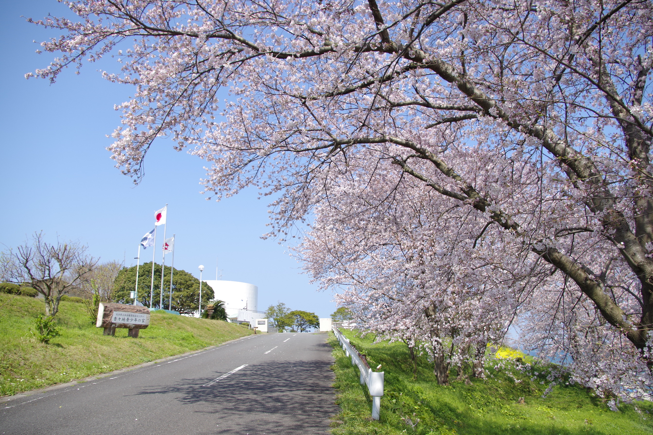 香々地青少年の家の桜並木