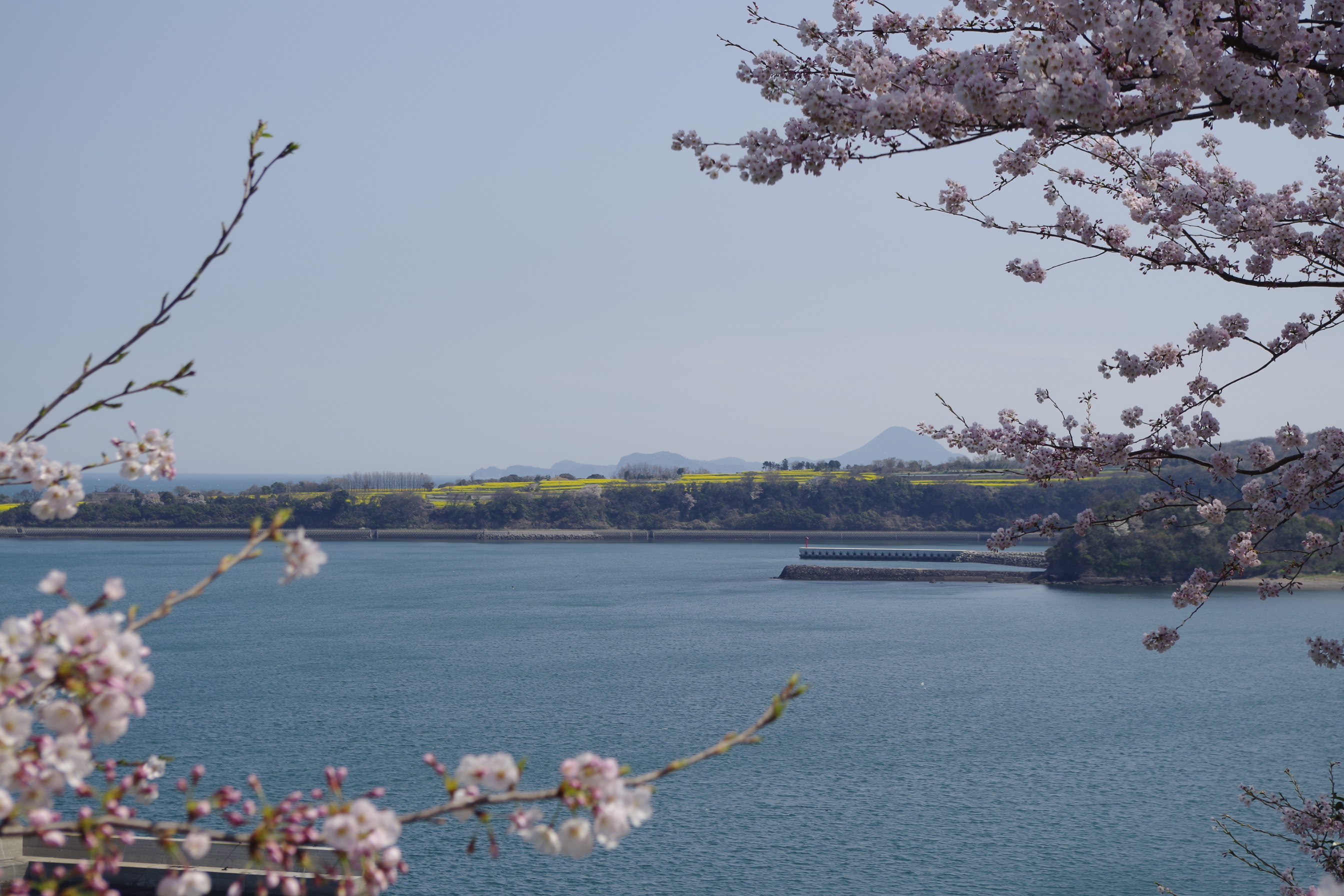 香々地青少年の家の桜をバックに長崎鼻の菜の花を望む