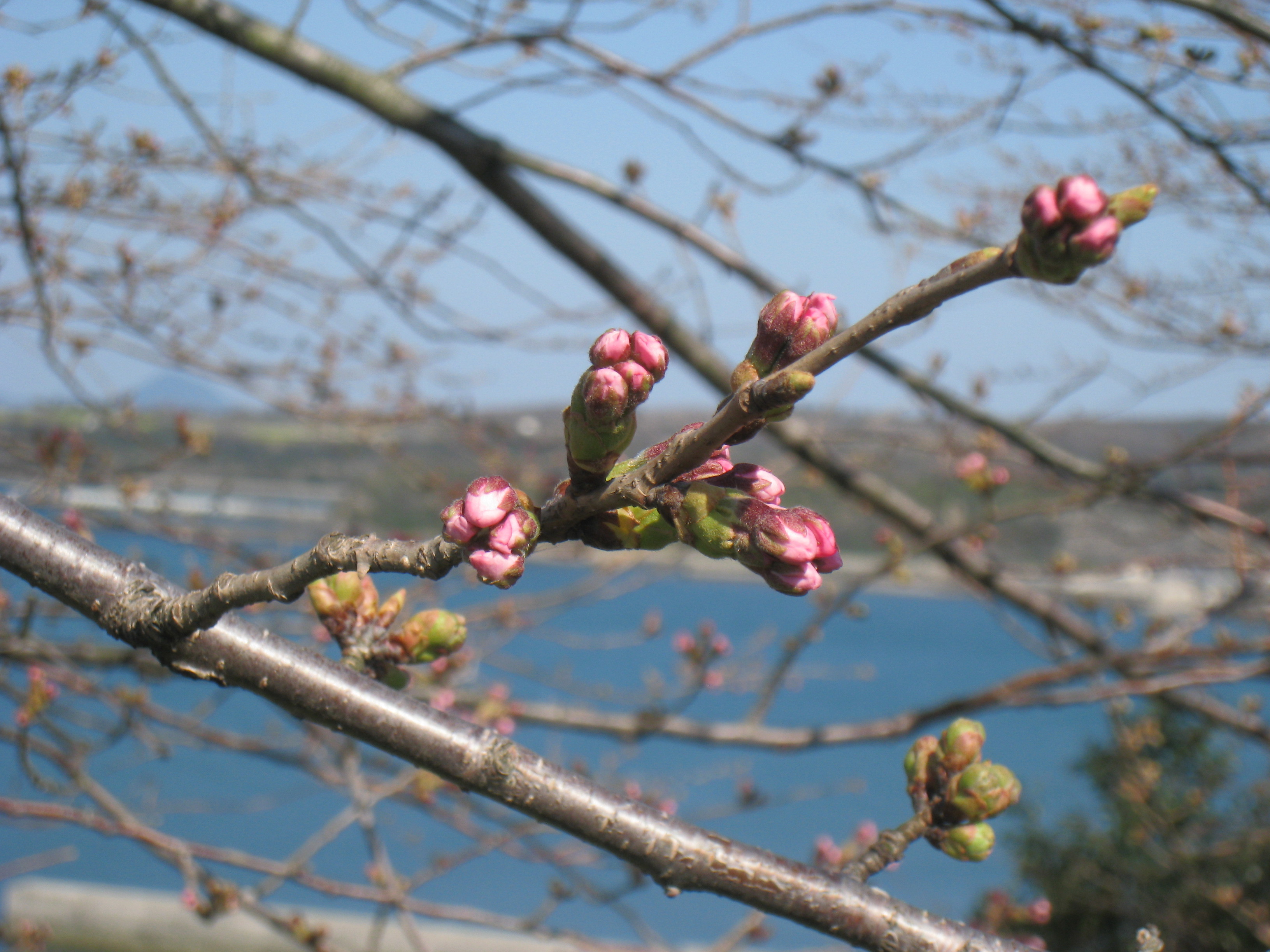 桜の蕾