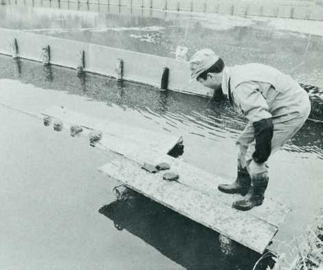 温泉熱を利用したスッポンの養殖場