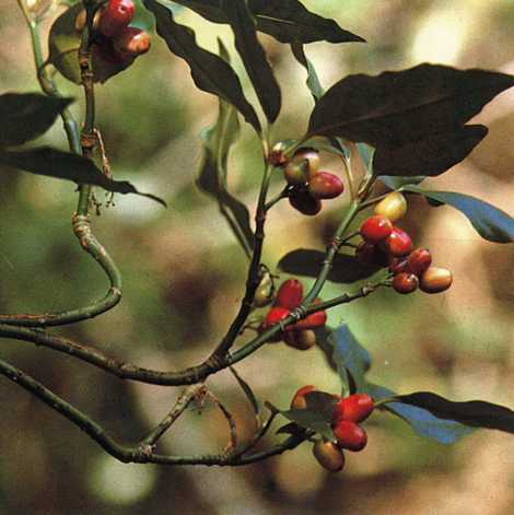 アオキ（ミズキ科）