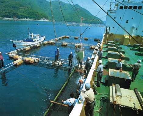 マダイの出荷　－米水津湾－