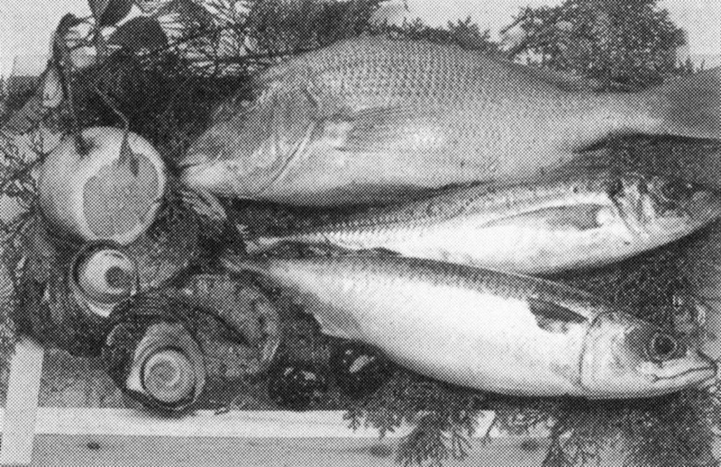 新鮮な〝関あじ・関さば〟