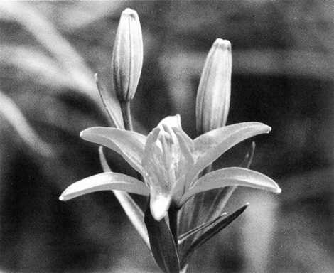 小田の池周辺地域／ヒメユリ