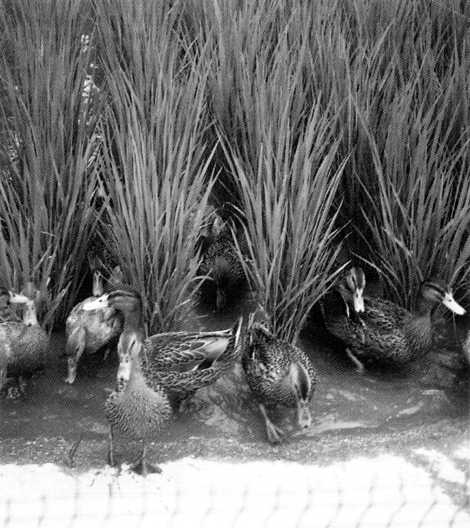 田植えが終わった水田を見回るアイガモたち