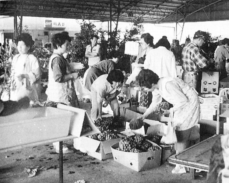 「中津中央青果市場」の朝市