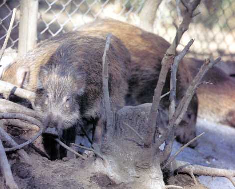 宇目観光猪牧場のイノシシ