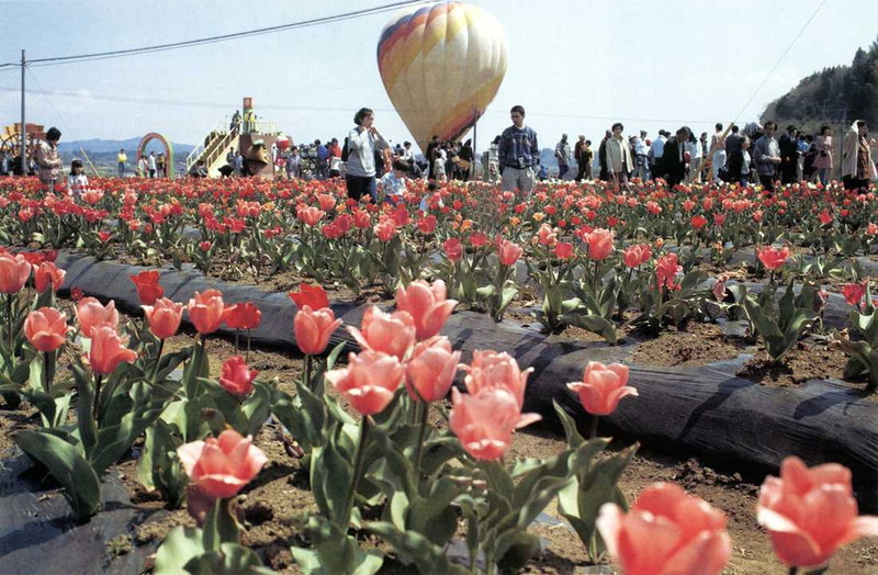 ’96旧緒方町チューリップフェスティバル