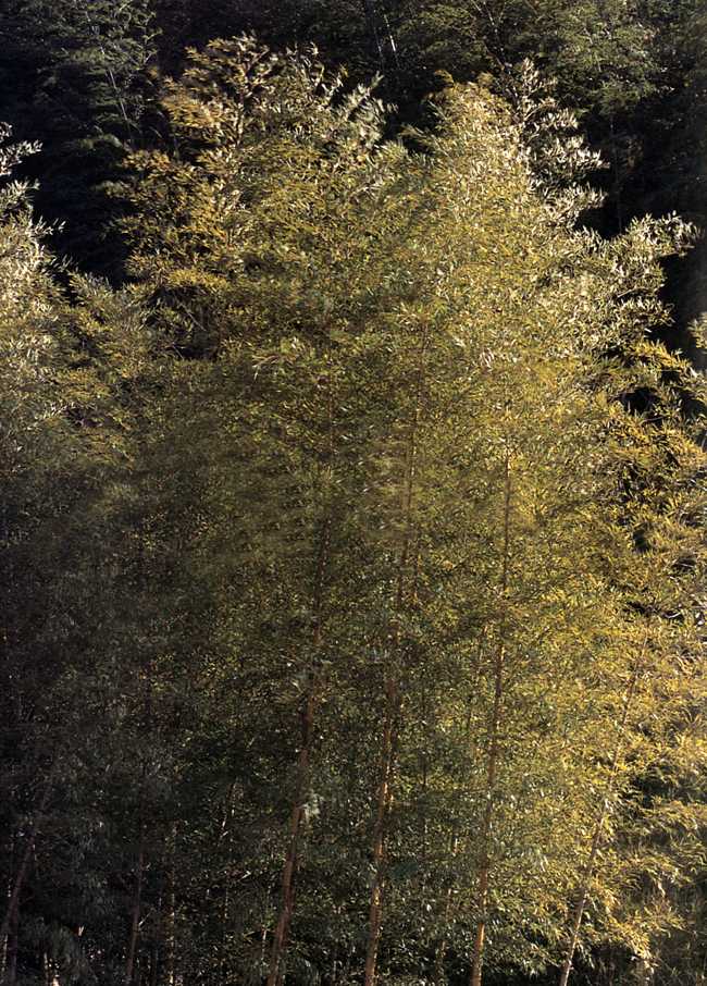 豊の国竹の里　－日出町－