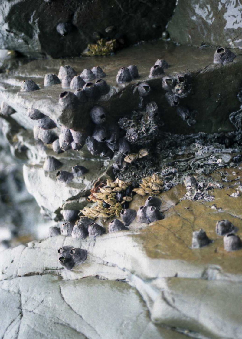 瀬会公園シーサイドプロムナード