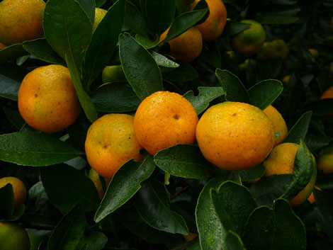 尾崎小みかん先祖木