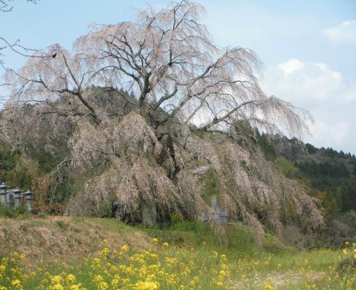 桜　墓守桜　宮城地区　竹田市