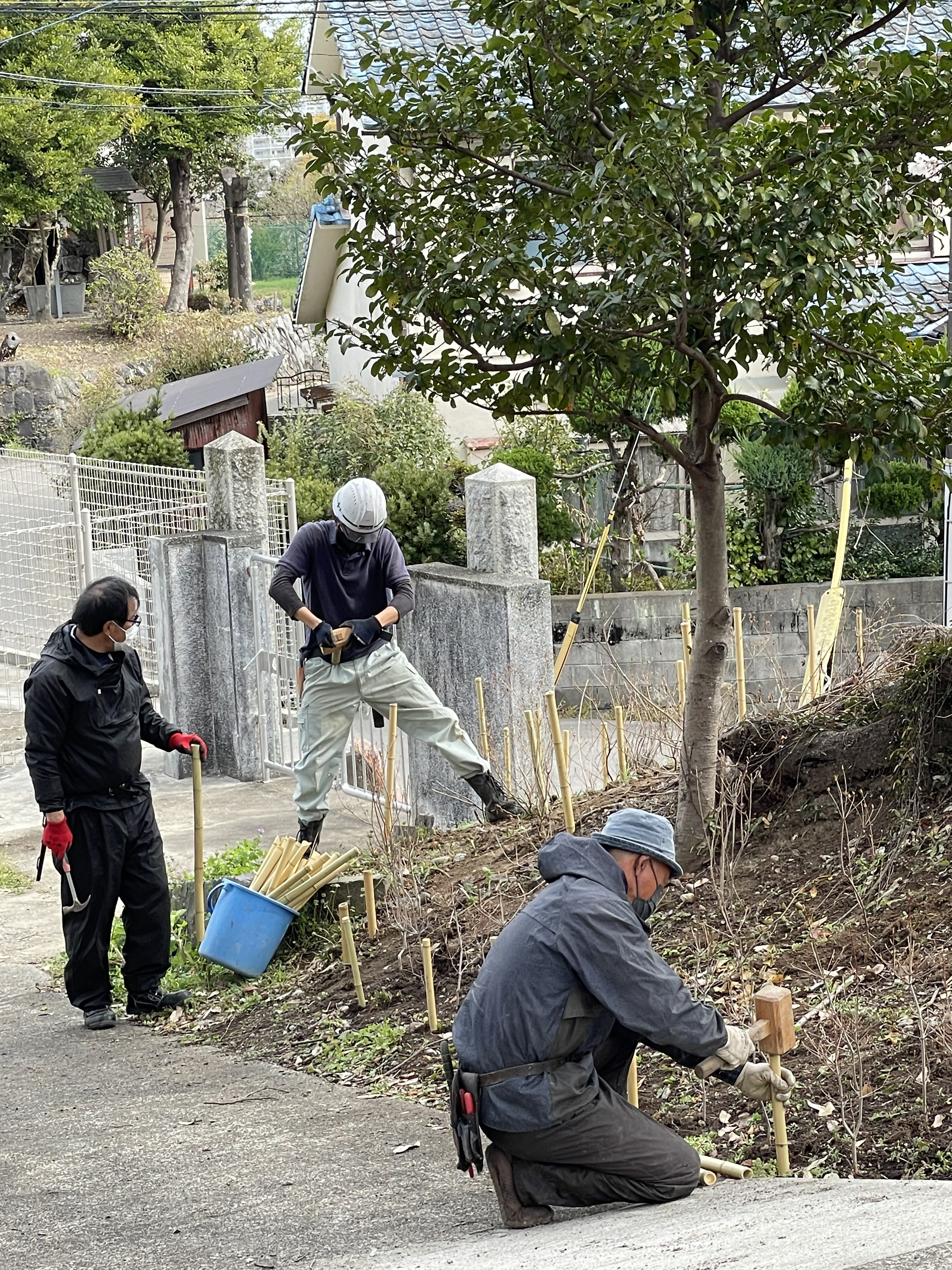 苗木１本ごとに目印の竹杭