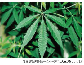 大麻草の画像