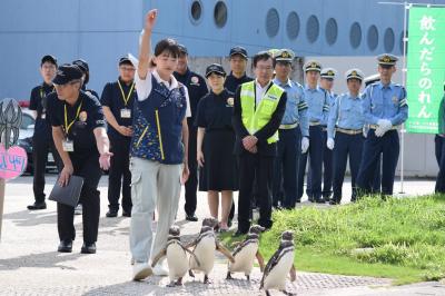 ペンギンも安全に横断歩道