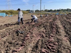 集落営農法人のかんしょの取組（収穫）