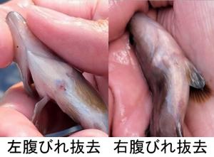 腹びれを抜去した写真