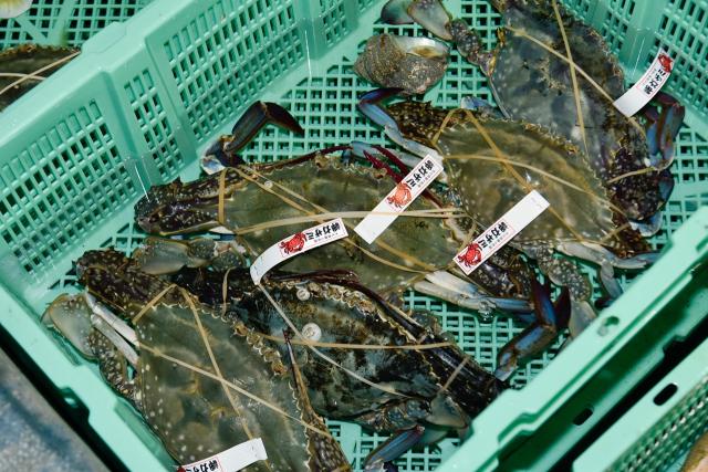 漁獲されたガザミ