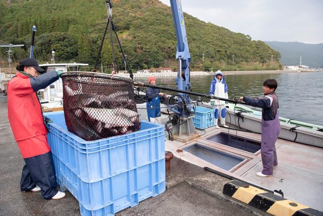 水揚げ2