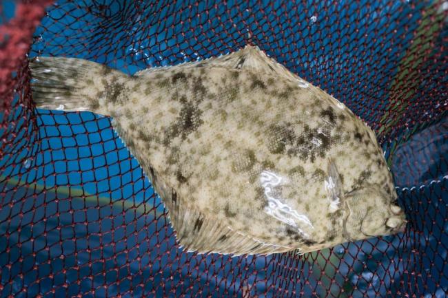 マコガレイの写真