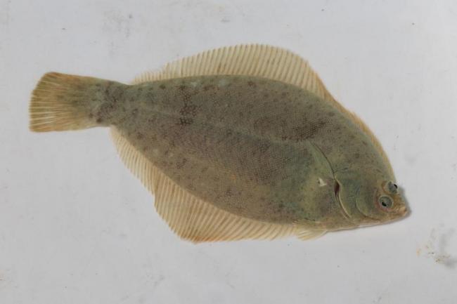 マコガレイの写真