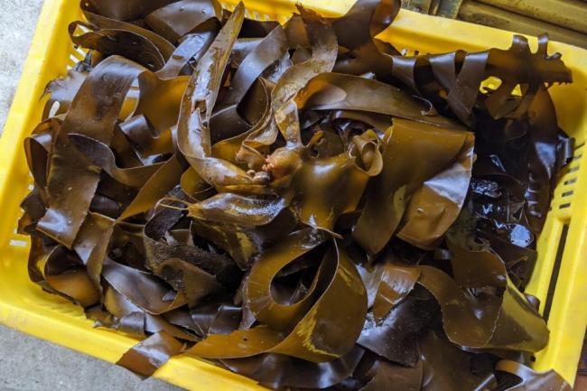 水揚げされたくろめ