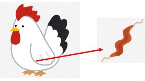 ニワトリの腸管内にカンピロバクターが存在しているイメージです
