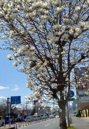 ホワイトロード②