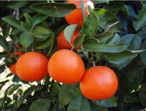 セミノール写真