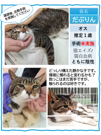 1歳、キジ白、♂、未手術、ウイルス陰性