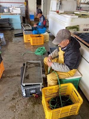 ヒジキ糸通しの様子