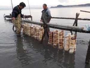 稚貝のついたホタテ