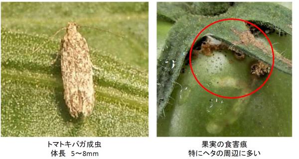 トマトキバガ成虫と果実の食害痕